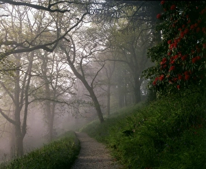 Woodland path in the mist, Lanhydrock House, Cornwall Woodland path in the mist, Lanhydrock House, Cornwall