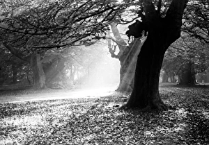 Woodland scene with sunlight, England Woodland scene with sunlight, England