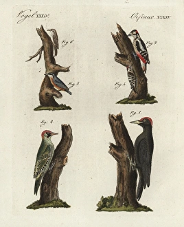 Woodpeckers, treecreeper and nuthatch Woodpeckers, treecreeper and nuthatch