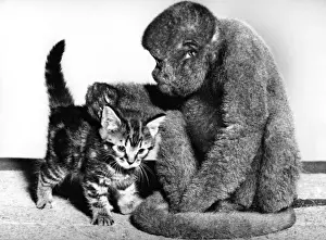 Unusual Animal Friends Prints: Woolly Monkey and Kitten