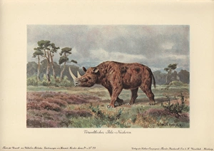 The woolly rhinoceros, Coelodonta antiquitatis The woolly rhinoceros, Coelodonta antiquitatis