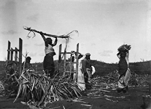 Workers in the sugar fields, Fiji, South Pacific Workers in the sugar fields, Fiji, South Pacific
