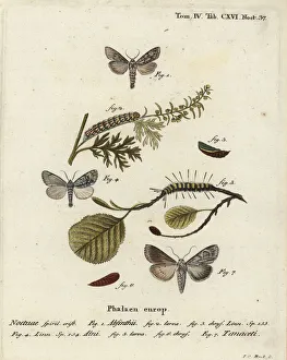 Wormwood moth, alder moth and Cucullia tanaceti Wormwood moth, alder moth and Cucullia tanaceti