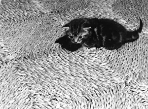 Cute Kitten Playing Prints: Woven Kitten