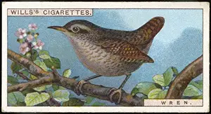 British Birds Images Prints: Wren / Cigarette Card / 1915