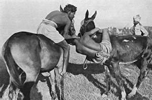 Wrestling on horseback, Indian troops at Salonika, WW1 Wrestling on horseback, Indian troops at Salonika, WW1