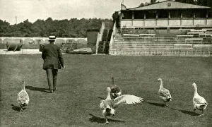 WW1 - Lords Cricket Ground used as a Goose Farm, 1915 WW1 - Lords Cricket Ground used as a Goose Farm, 1915