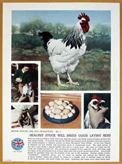 WW2 poster, Healthy stock will breed good laying hens WW2 poster, Healthy stock will breed good laying hens