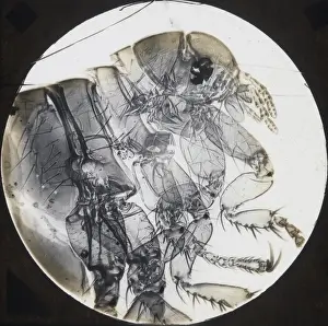 Boswell Collection Prints: X-Ray - Flea