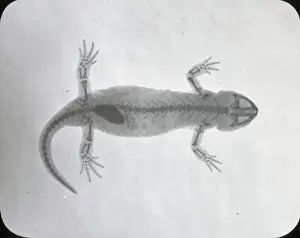 Lantern Slide Collection Prints: X-Ray - Salamander