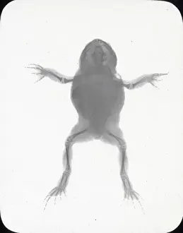 Boswell Collection Prints: X-Ray - Toad