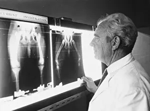 X-Ray Print of Canine Hip Displacement Injuries, Late 1960s