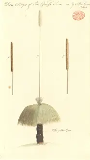 Australian Plants Prints: Xanthorrhoea sp