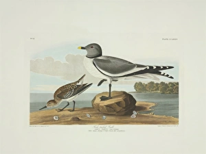 Xema sabini, Sabines gull, Calidris alba, sanderling Xema sabini, Sabines gull, Calidris alba, sanderling