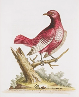 Xipholena punicea, pompadour cotinga Xipholena punicea, pompadour cotinga