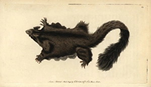 Yellow-bellied glider or southern petaurus Yellow-bellied glider or southern petaurus