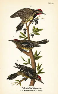 Yellow-bellied sapsucker, Sphyrapicus varius Yellow-bellied sapsucker, Sphyrapicus varius