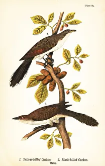 Yellow-billed cuckoo and black-billed cuckoo Yellow-billed cuckoo and black-billed cuckoo