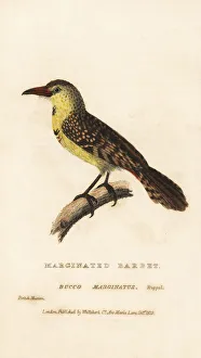Yellow-breasted barbet, Trachyphonus margaritatus Yellow-breasted barbet, Trachyphonus margaritatus
