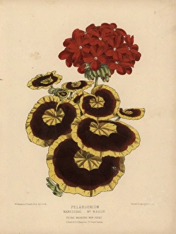 Yellow and brown and crimson pelargonium geranium Yellow and brown and crimson pelargonium geranium