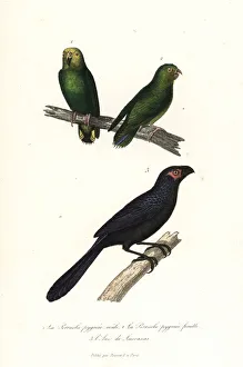 Yellow-capped pygmy parrot and groove-billed ani Yellow-capped pygmy parrot and groove-billed ani
