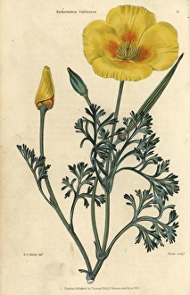 Yellow flowered California poppy, Eschscholzia californica Yellow flowered California poppy, Eschscholzia californica