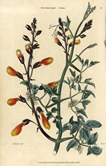 Yellow flowered Chilean glory creeper, Eccremocarpus scaber Yellow flowered Chilean glory creeper, Eccremocarpus scaber