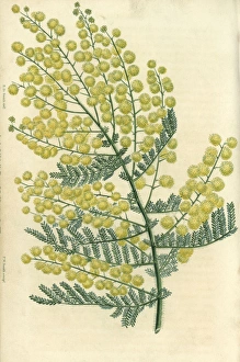 Yellow flowered hairy-stemmed acacia, Acacia pubescens Yellow flowered hairy-stemmed acacia, Acacia pubescens