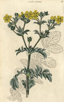 Yellow flowered splendid cinquefoil, Potentilla splendens Yellow flowered splendid cinquefoil, Potentilla splendens
