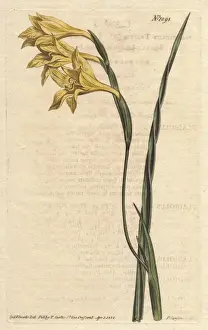 William Curtis Botanicals Prints: Yellow-flowered, square-leaved cornflag, Gladiolus tristis