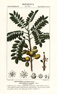 Yellow mombin or hog plum, Spondias monbin Yellow mombin or hog plum, Spondias monbin