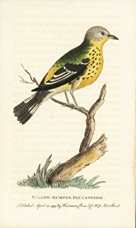 Yellow rumped warbler, Setophaga coronata Yellow rumped warbler, Setophaga coronata