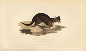 Yellow-throated marten, Martes flavigula Yellow-throated marten, Martes flavigula