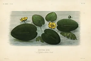 Yellow water-lily, Nuphar lutea Yellow water-lily, Nuphar lutea