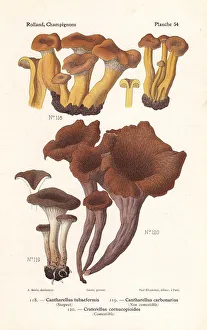 Yellowfoot, firesite funnel and horn of plenty Yellowfoot, firesite funnel and horn of plenty