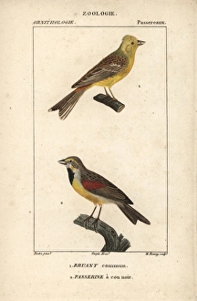 Yellowhammer, Emberiza citrinella, and dickcissel Yellowhammer, Emberiza citrinella, and dickcissel