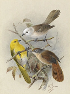 Yellowhead, Whitehead, Brown Creeper Yellowhead, Whitehead, Brown Creeper