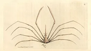 Yellowline arrow crab, Stenorhynchus seticornis Yellowline arrow crab, Stenorhynchus seticornis