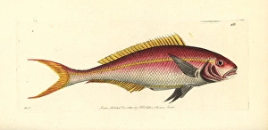 Yellowtail snapper, Ocyurus chrysurus Yellowtail snapper, Ocyurus chrysurus