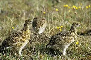 Alpine Ptarmigan Prints: Young Alpine Ptarmigans on guard while others in