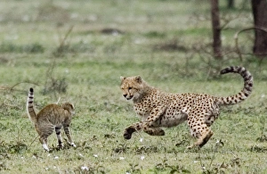 Young Cheetah - Fighting with a Wild Cat (Felis silvestris) Young Cheetah - Fighting with a Wild Cat (Felis silvestris)
