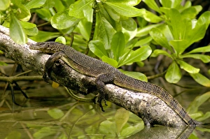 A young Common Monitor Lizard rests (sunbathing A young Common Monitor Lizard rests (sunbathing