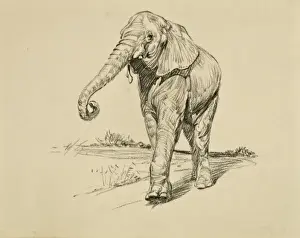 Young Elephant Pastel Print by Raymond Sheppard