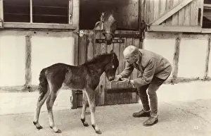 Young Foal Prints: Young foal