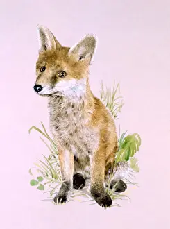 Malcolm Greensmith Art Prints: A young fox