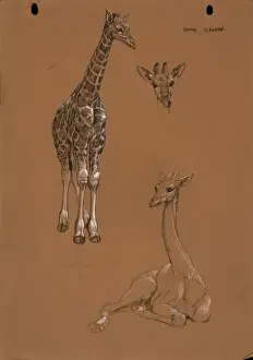 Raymond Sheppard Prints: Young Giraffes