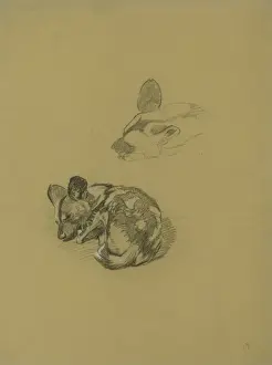Raymond Sheppard Artwork Prints: Young Hyena