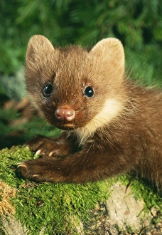 Young Pine Marten - close-up on forest floor Young Pine Marten - close-up on forest floor