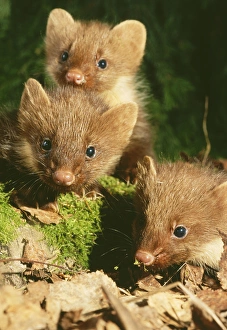 Young Pine Martens - three play on forest floor Young Pine Martens - three play on forest floor