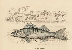 Zander or pike-perch, Sander lucioperca Zander or pike-perch, Sander lucioperca